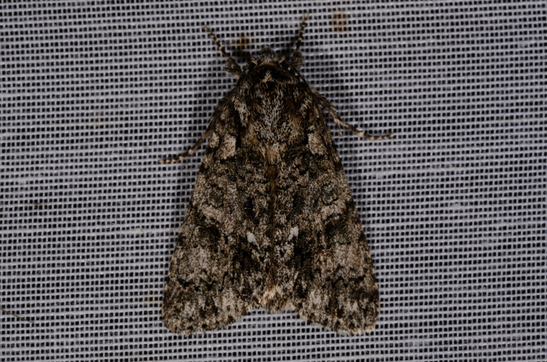 Chasse Aux Papillons - Marais d'Yves - 07-05-2014 - Acronicta rumicis (57).JPG