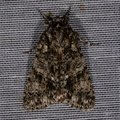 Acronicta rumicis