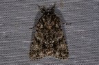 Acronicta rumicis