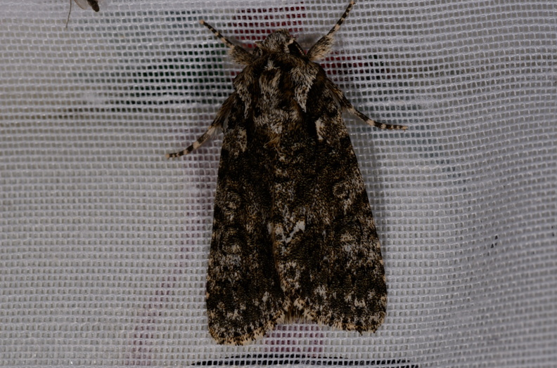 Chasse Aux Papillons - Marais d'Yves - 07-05-2014 - Acronicta rumicis (68).JPG