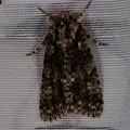 Acronicta rumicis