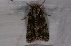 Acronicta rumicis
