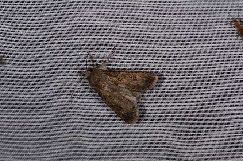Chasse Aux Papillons - Marais d'Yves - 07-05-2014 - Agrotis segetum (102).JPG