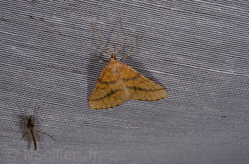 Chasse Aux Papillons - Marais d'Yves - 07-05-2014 - Aspitates ochrearia (76).JPG