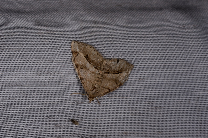Chasse Aux Papillons - Marais d'Yves - 07-05-2014 - Chiasmia aestimaria (100).JPG