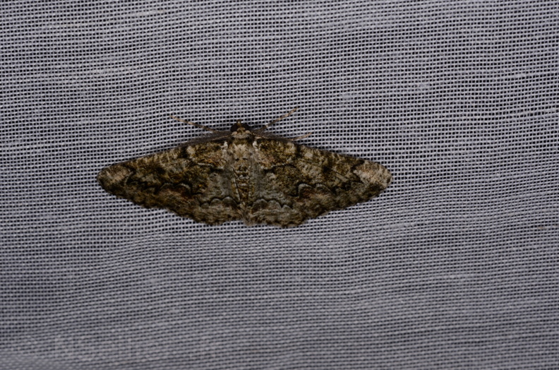 Chasse Aux Papillons - Marais d'Yves - 07-05-2014 - Cleorodes lichenaria (98).JPG