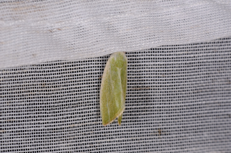 Chasse Aux Papillons - Marais d'Yves - 07-05-2014 - Earias clorana (73).JPG