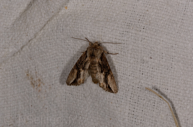 Chasse Aux Papillons - Marais d'Yves - 07-05-2014 - Egira conspicillaris (78).JPG