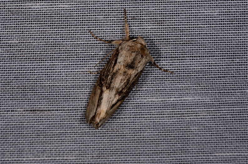 Chasse Aux Papillons - Marais d'Yves - 07-05-2014 - Egira conspicillaris (93).JPG