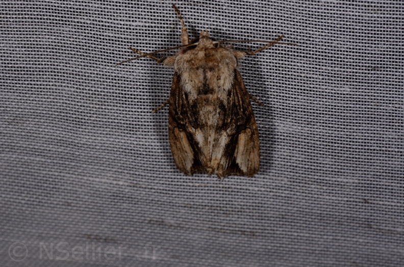 Chasse Aux Papillons - Marais d'Yves - 07-05-2014 - Egira conspicillaris (79).JPG