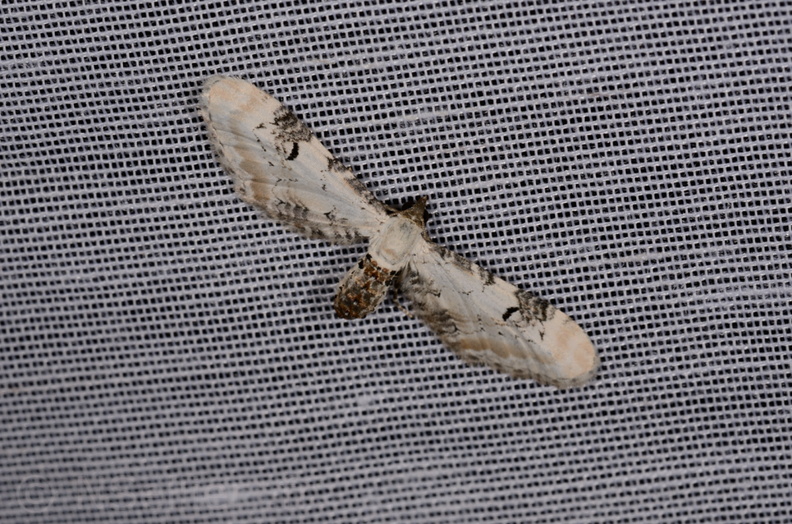 Chasse Aux Papillons - Marais d'Yves - 07-05-2014 - Eupithecia centaureata (84).JPG