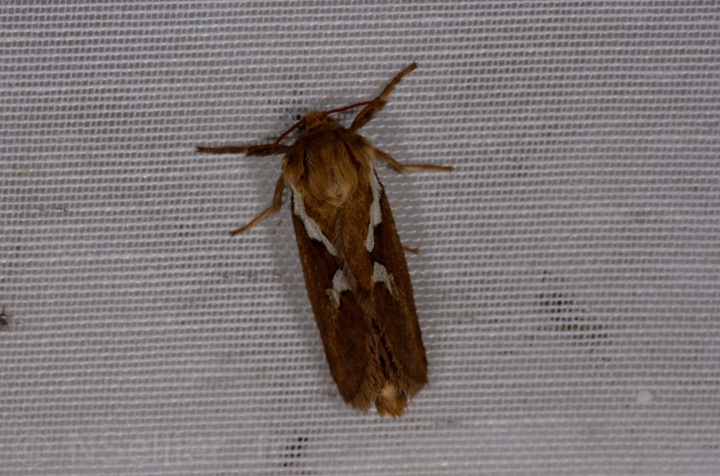 Chasse Aux Papillons - Marais d'Yves - 07-05-2014 - Korscheltellus lupulina (55).JPG