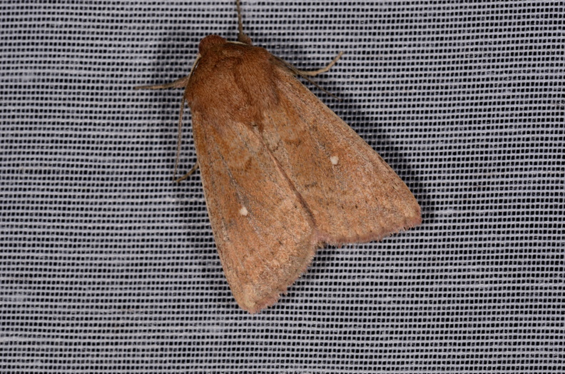 Chasse Aux Papillons - Marais d'Yves - 07-05-2014 - Mythimna albipuncta (88).JPG