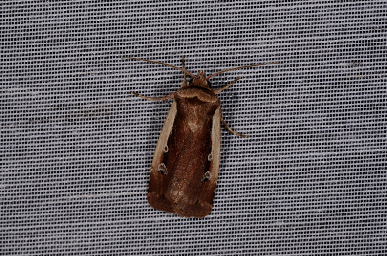 Chasse Aux Papillons - Marais d'Yves - 07-05-2014 - Ochropleura plecta (67).JPG