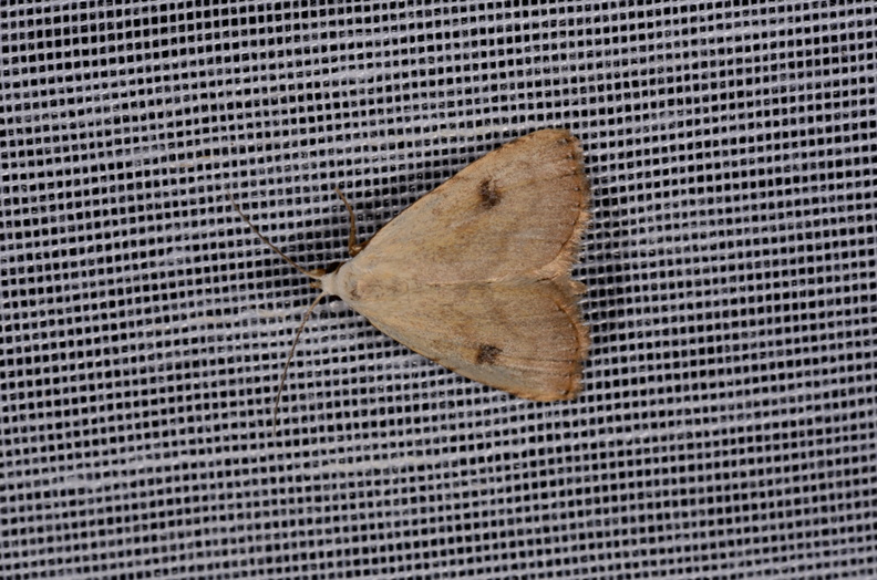Chasse Aux Papillons - Marais d'Yves - 07-05-2014 - Rivula sericealis (92).JPG