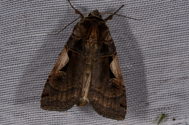 Chasse Aux Papillons - Marais d'Yves - 07-05-2014 - Xestia c-nigrum (71).JPG