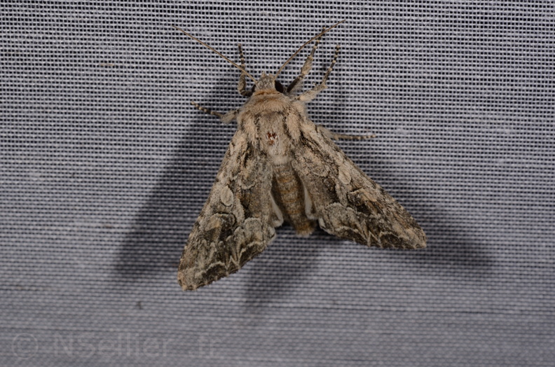 Chasse Aux Papillons - Marais d'Yves - 21-08-2014 - Apamea monoglypha (133).JPG