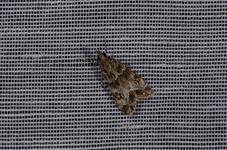 Chasse Aux Papillons - Marais d'Yves - 21-08-2014 - Eudonia mercurella (143).JPG