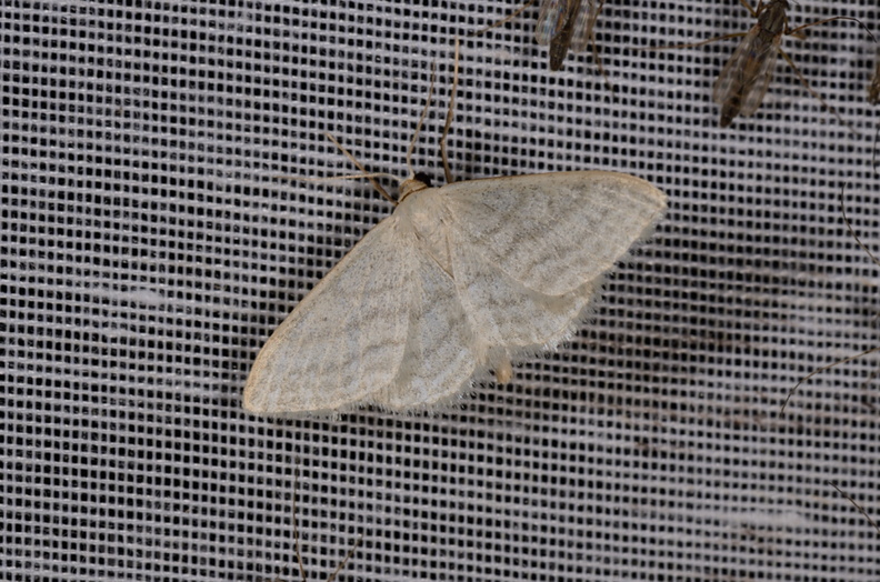 Chasse Aux Papillons - Marais d'Yves - 21-08-2014 - Idaea subsericeata (128).JPG
