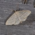 Idaea subsericeata