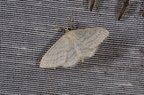 Idaea subsericeata