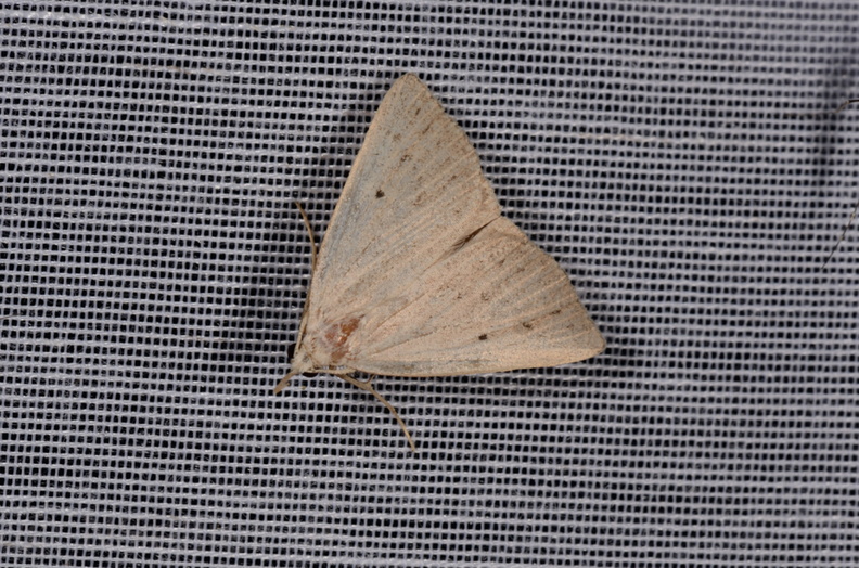 Chasse Aux Papillons - Marais d'Yves - 21-08-2014 - Macrochilo cribrumalis (139).JPG