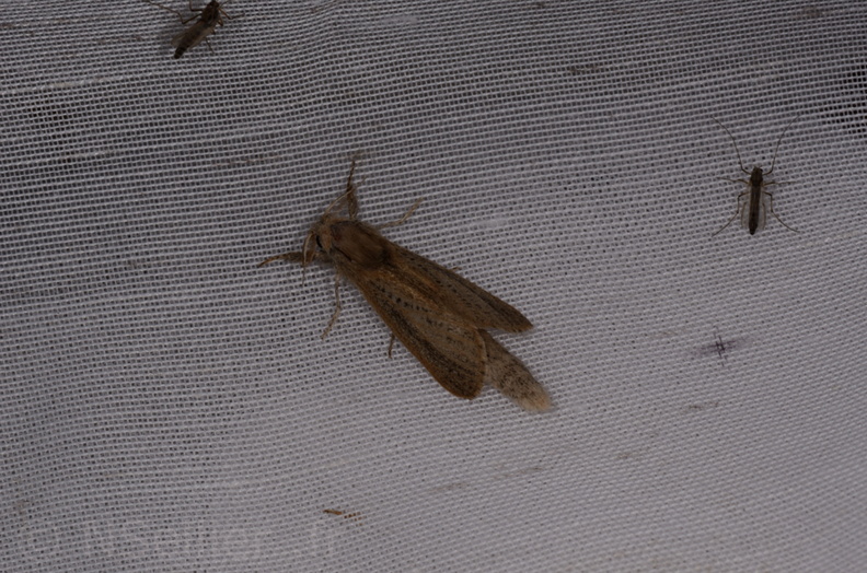 Chasse Aux Papillons - Marais d'Yves - 21-08-2014 - Phragmataecia castaneae (127).JPG