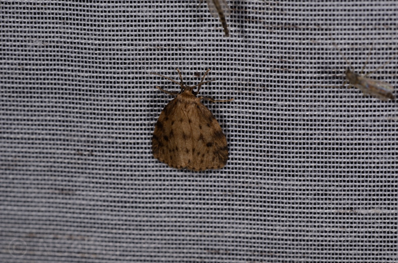 Chasse Aux Papillons - Marais d'Yves - 21-08-2014 - Thumatha senex (106).JPG