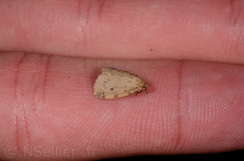 Chasse Aux Papillons - Marais d'Yves - 21-08-2014 - Thumatha senex (119).JPG