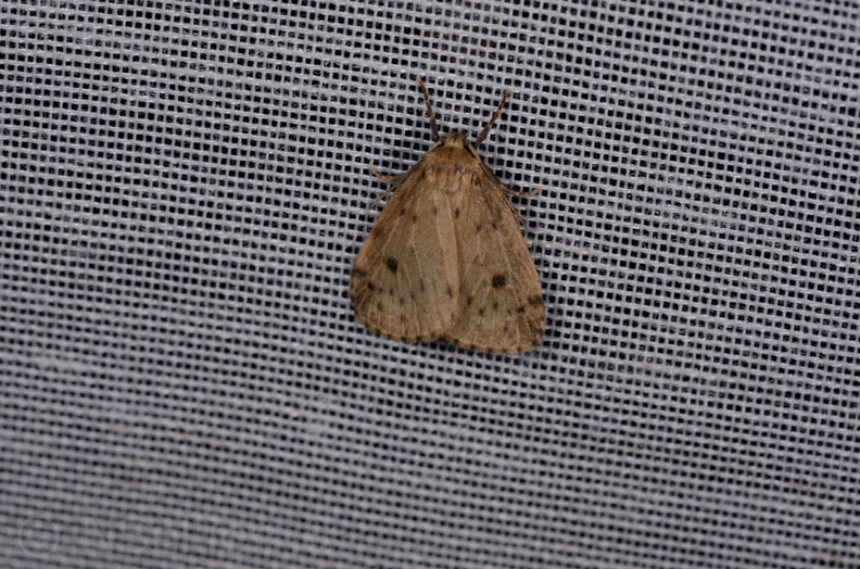 Chasse Aux Papillons - Marais d'Yves - 21-08-2014 - Thumatha senex (134).JPG