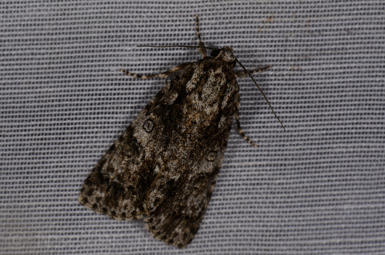 Chasse Aux Papillons - Marais d Yves - 11-09-2015 - Acronicta rumicis (46).JPG