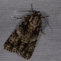 Acronicta rumicis