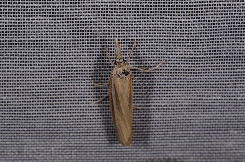 Chasse Aux Papillons - Marais d Yves - 11-09-2015 - Agriphila tristella (5).JPG