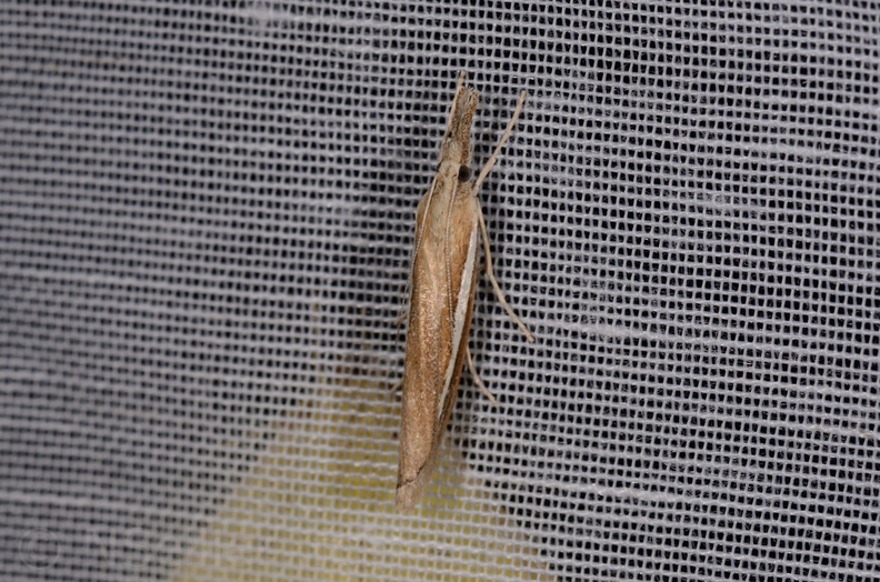 Chasse Aux Papillons - Marais d Yves - 11-09-2015 - Agriphila tristella (51).JPG