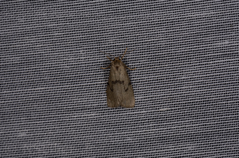 Chasse Aux Papillons - Marais d Yves - 11-09-2015 - Apaidia mesogona (2).JPG