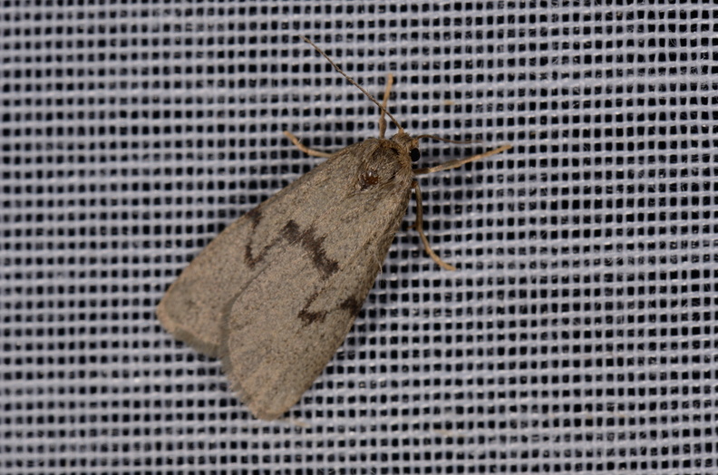 Chasse Aux Papillons - Marais d Yves - 11-09-2015 - Apaidia mesogona (33).JPG