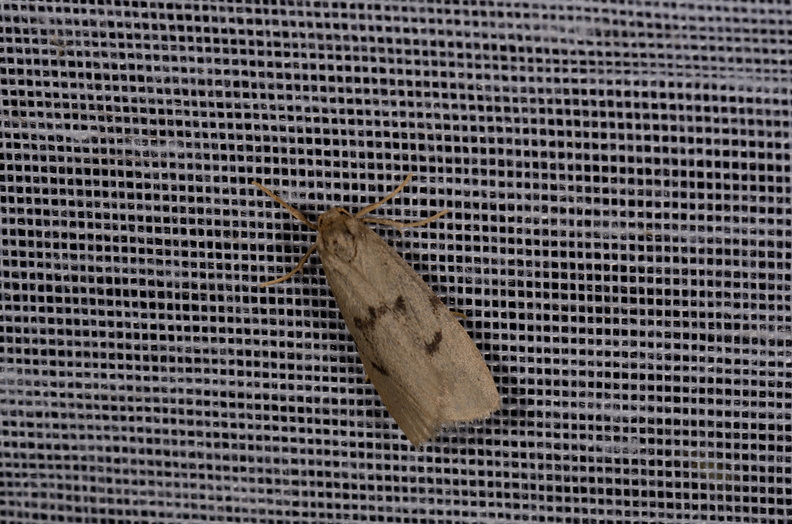 Chasse Aux Papillons - Marais d Yves - 11-09-2015 - Apaidia mesogona (42).JPG