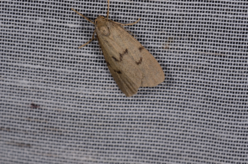 Chasse Aux Papillons - Marais d Yves - 11-09-2015 - Apaidia mesogona (60).JPG