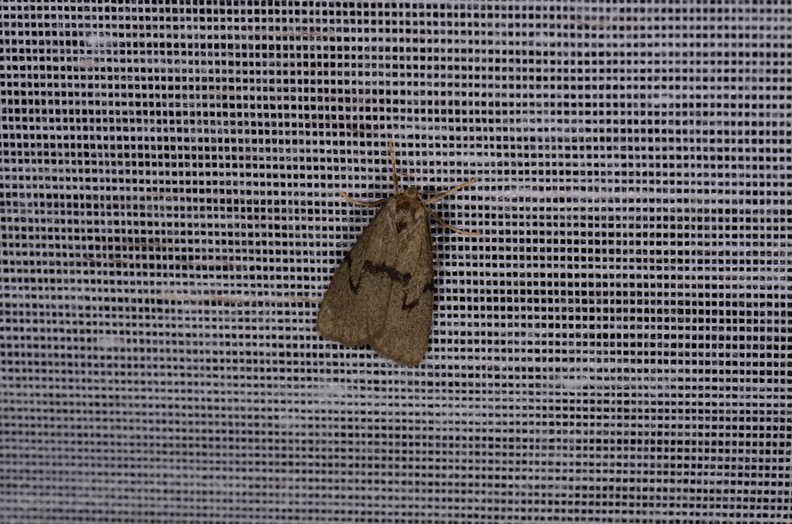 Chasse Aux Papillons - Marais d Yves - 11-09-2015 - Apaidia mesogona (97).JPG