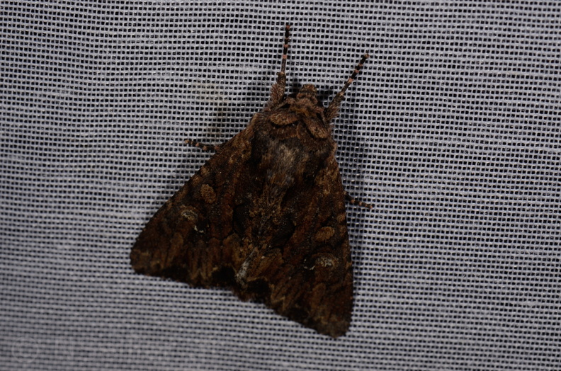 Chasse Aux Papillons - Marais d Yves - 11-09-2015 - Apamea epomidion (50).JPG