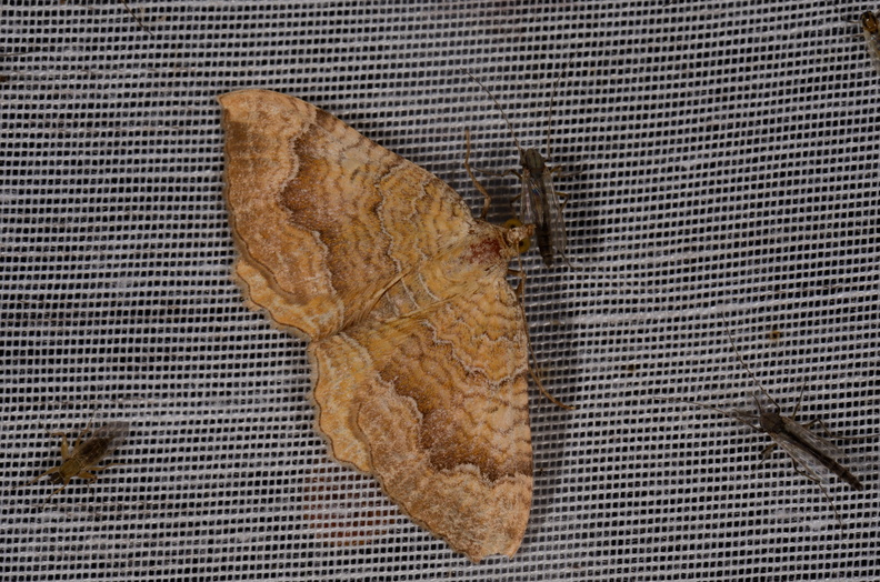 Chasse Aux Papillons - Marais d Yves - 11-09-2015 - Camptogramma bilineata (63).JPG