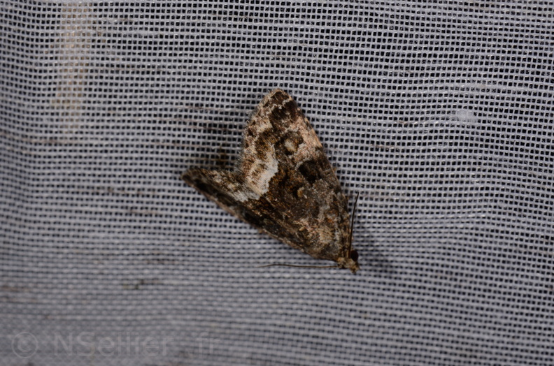 Chasse Aux Papillons - Marais d Yves - 11-09-2015 - Deltote pygarga (62).JPG