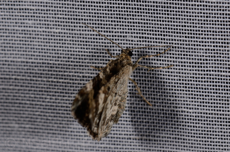 Chasse Aux Papillons - Marais d Yves - 11-09-2015 - Epirrhoe alternata (30).JPG