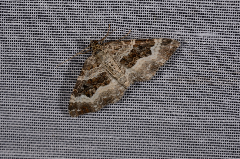 Chasse Aux Papillons - Marais d Yves - 11-09-2015 - Epirrhoe alternata (59).JPG