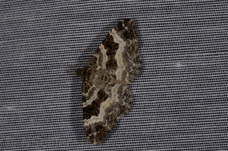 Chasse Aux Papillons - Marais d Yves - 11-09-2015 - Epirrhoe alternata (102).JPG