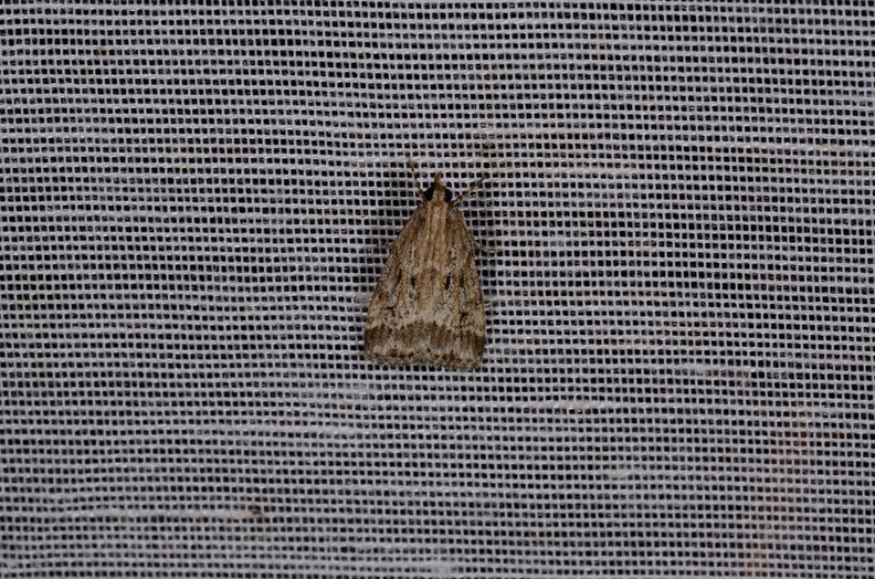 Chasse Aux Papillons - Marais d Yves - 11-09-2015 - Eudonia pallida (45).JPG