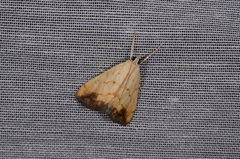 Chasse Aux Papillons - Marais d Yves - 11-09-2015 - Evergestis extimalis (57).JPG