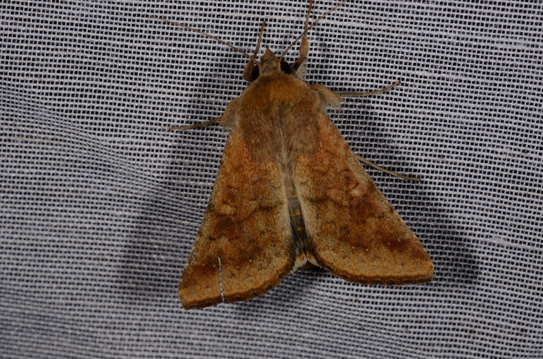 Chasse Aux Papillons - Marais d Yves - 11-09-2015 - Helicoverpa armigera (49).JPG