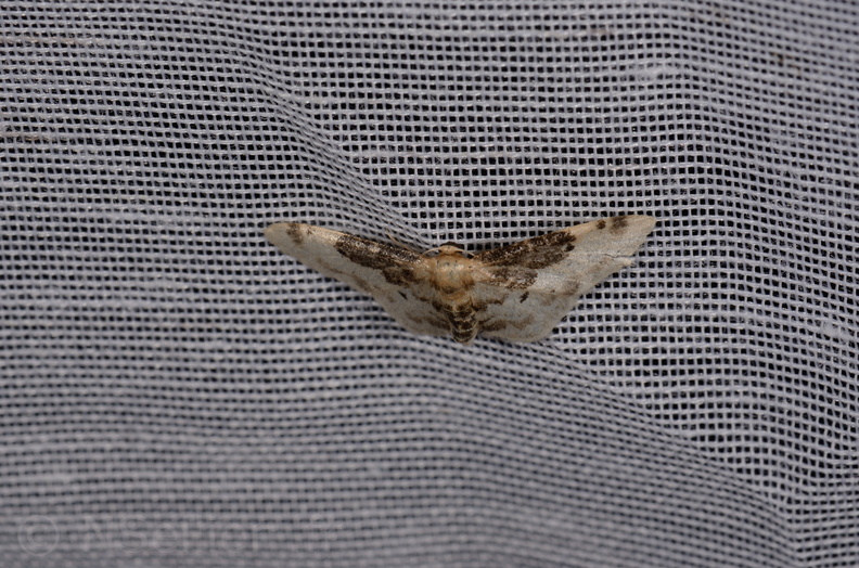 Chasse Aux Papillons - Marais d Yves - 11-09-2015 - Idaea filicata (9).JPG