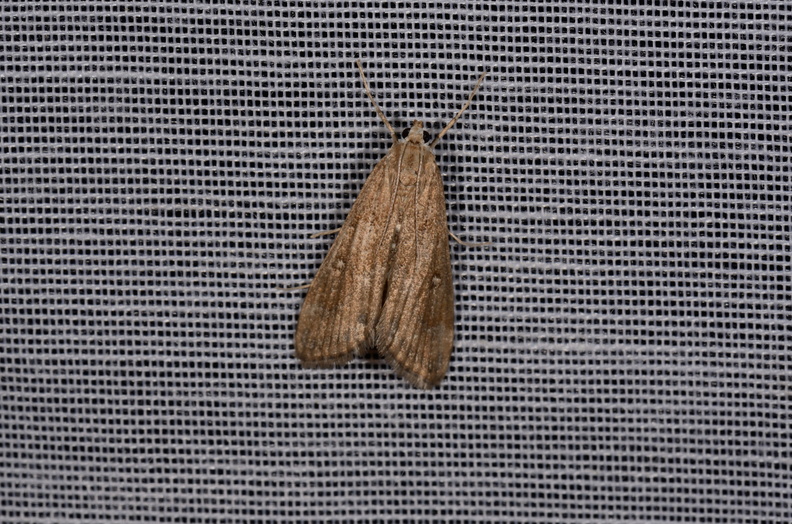 Chasse Aux Papillons - Marais d Yves - 11-09-2015 - Parapoynx stratiotata (36).JPG